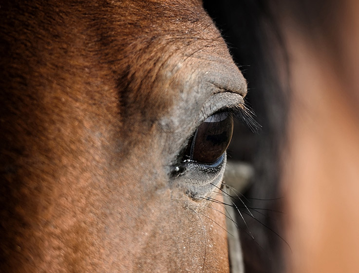 Service de crémation pour chevaux, poneys et ânes