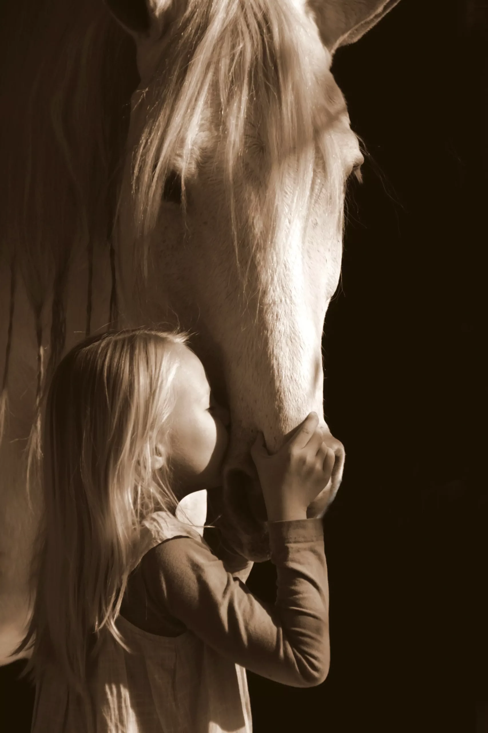 Services de crémation pour chevaux en Belgique