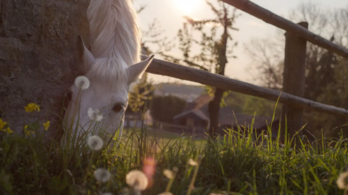 Crémation respectueuse de votre cheval, poney ou âne.