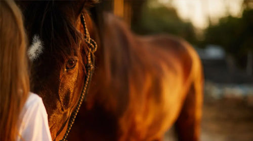 Uw paard wordt oud – Advies