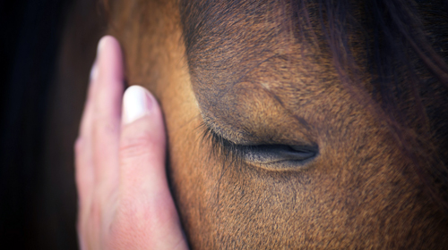 Uw paard gaat sterven – Advies