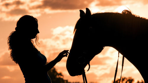 Uw paard is ziek – Advies